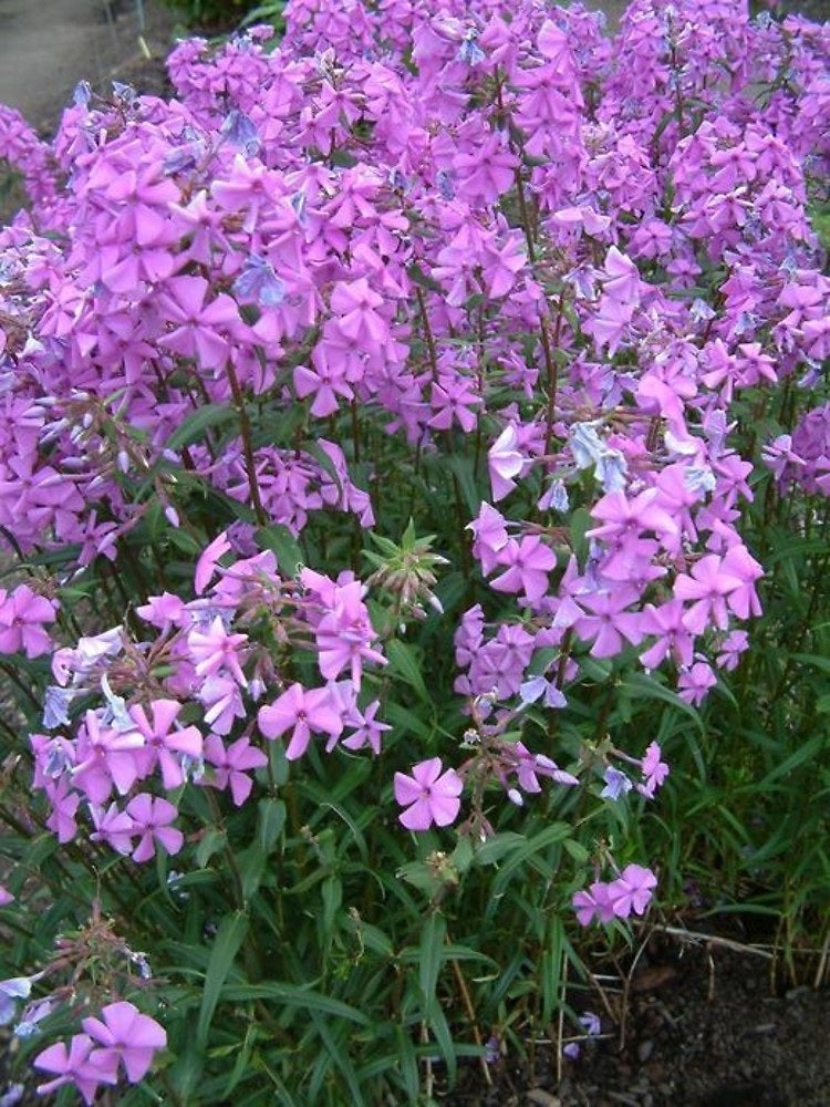 phlox-maculata-meadow-phlox-wild-sweet-william-east-coast-natives